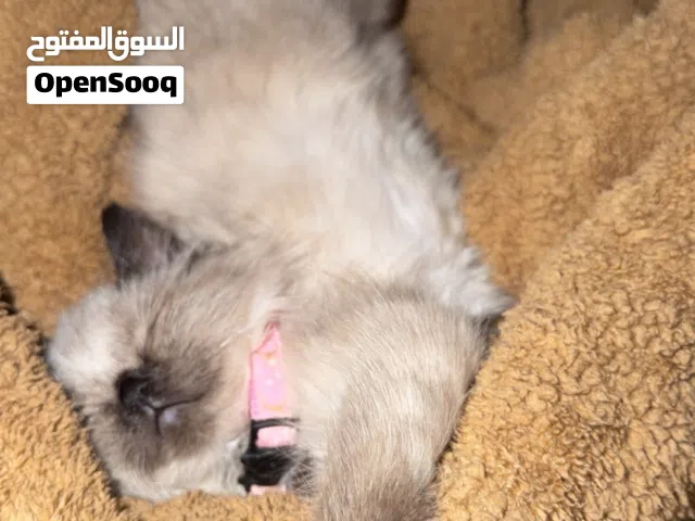 قطه همالايا