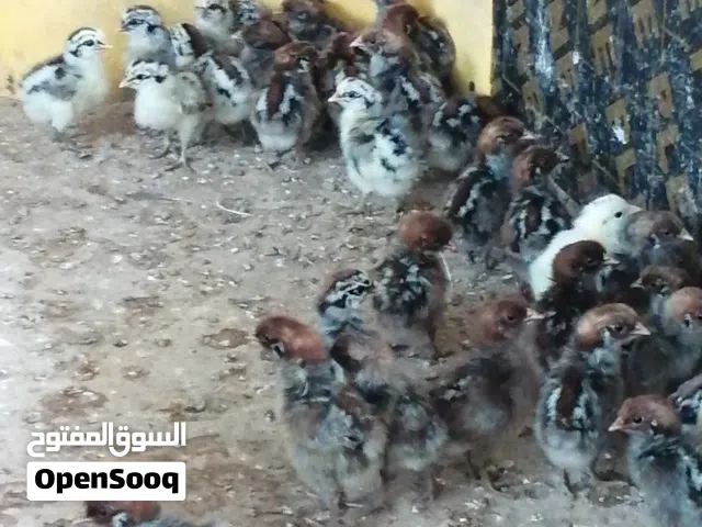 للبيع صيصان دجاج فيومي كلاسيك