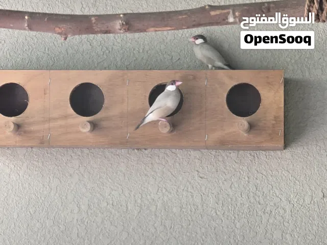 ذكر جاوا لون مميز ونادر كريمي للبيع أو بدل ب أنثي جاوا كريمي أو بدل بما يناسب
