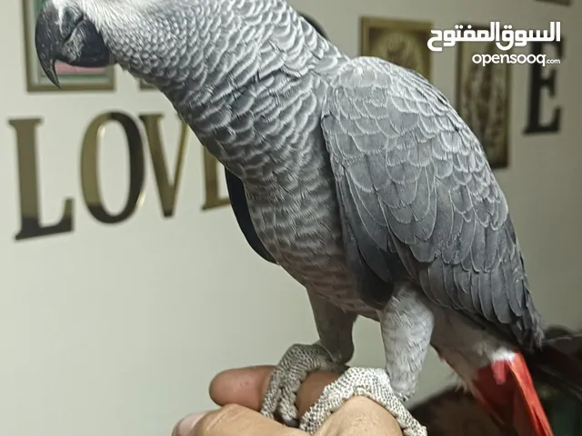 فرخ كاسكو تربل جامبو عمر 6شهور بدايا كلام