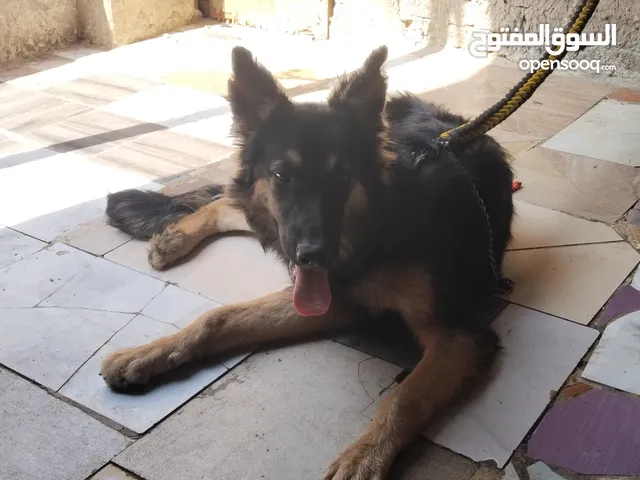كلاب جيرمن شيبرد لونج هير للبيع في مصر