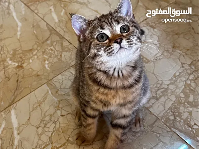 سكوتش ستريت اصل