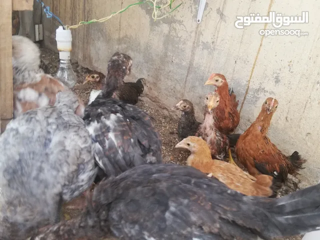 يتوفر دجاج عماني وفروخ بط مصري (اقرا الوصف)