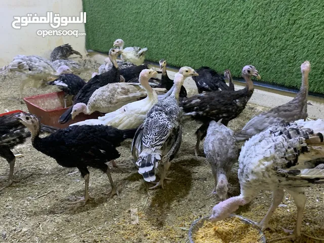 دجاج رومي امريكي