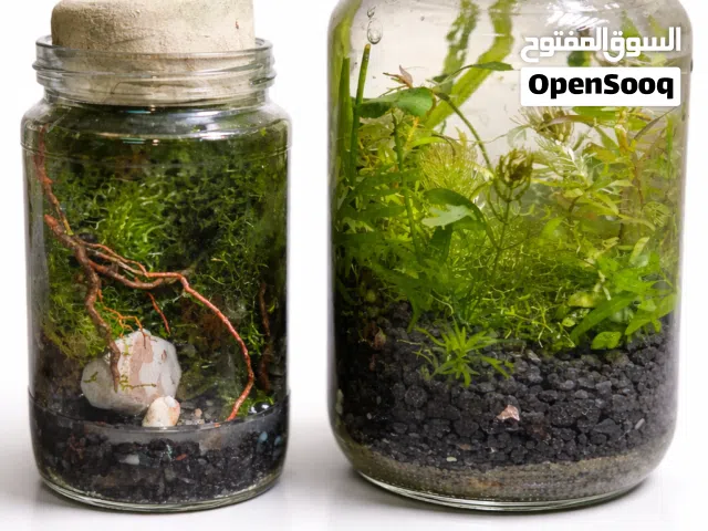 زين البيت بنظام التيراريوم مغلق