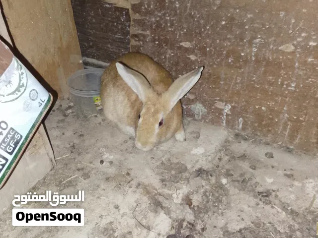 أرنب للبيع