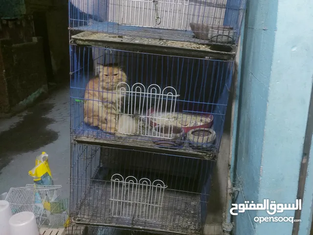 عياده بيطريه