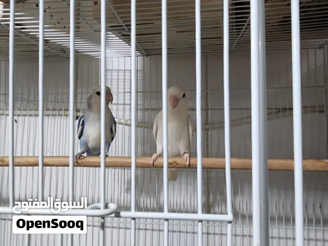 ازواج روز منتجين وازواج لوفبيرد منتجين وازواج فيشر الوان جكيله منتجين