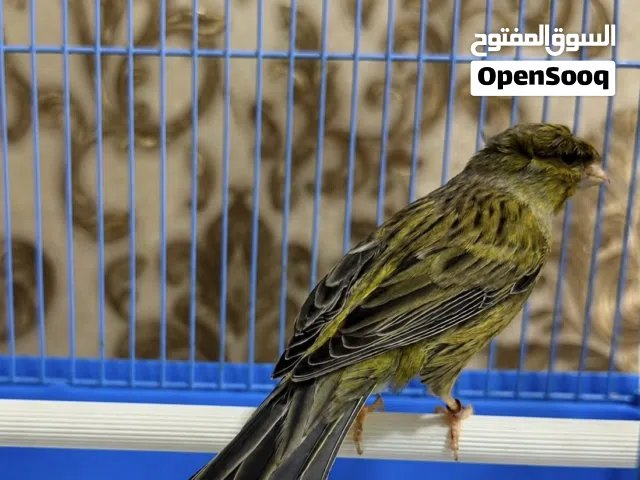 للبيع كناري سوري كرست