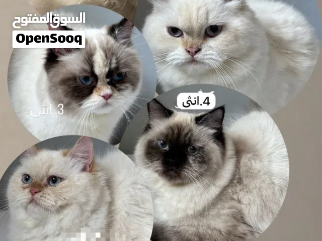 مجموعة قطط هملايا لتبني