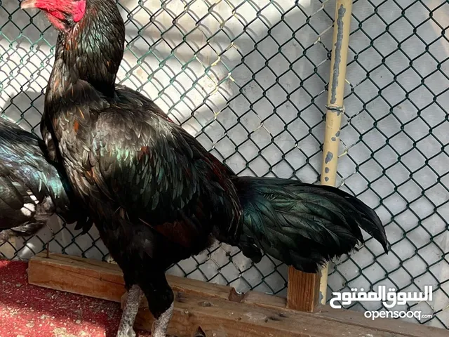 Pakistani rooster
