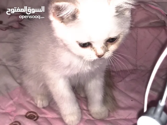قطة سكوتش للبيع مع جميع اغراضها ذكر عمره شهرين