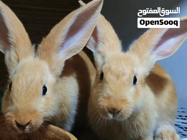 ارانب الماني اصفر ذكر منتج وفراخ عدد 2 اناثي