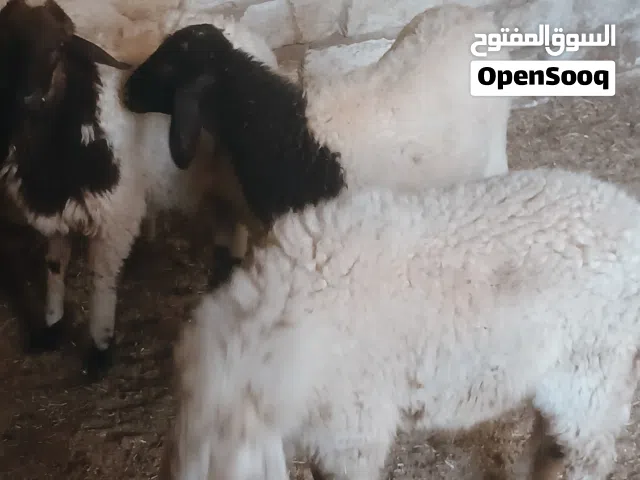 4 فطايم عز ماتمقرس الله يبارك فطايم نظاف عودهم باهي