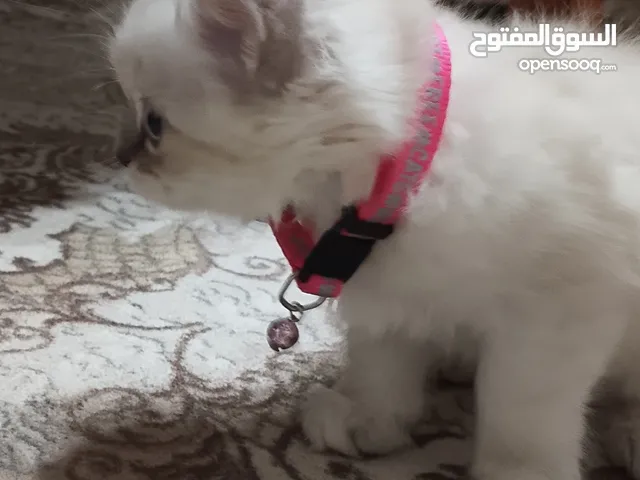 قطة رادقول