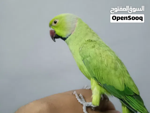 فحل دره مطوق كامل