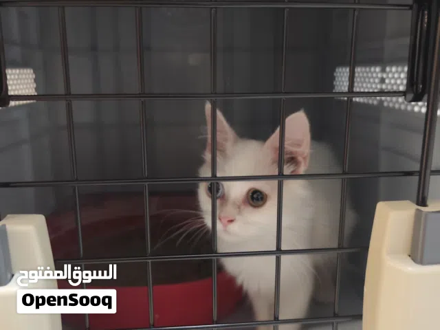 سنور شيرازي نضيف