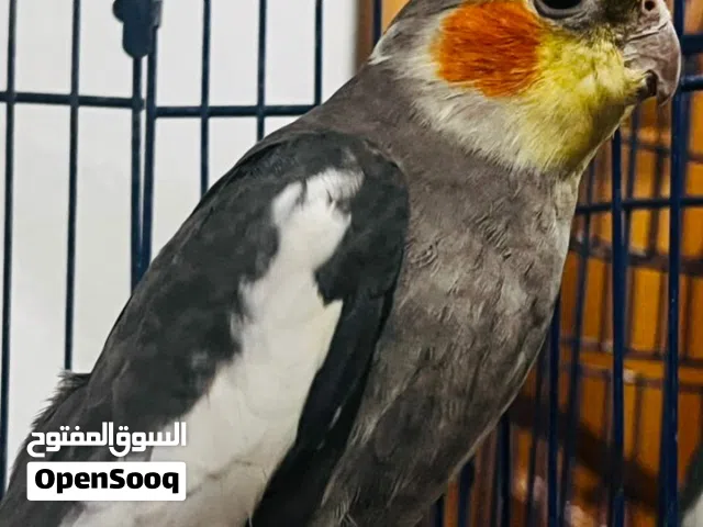 اقرا الوصف!