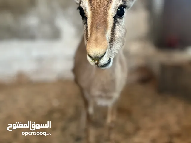 غزال الريم محلي