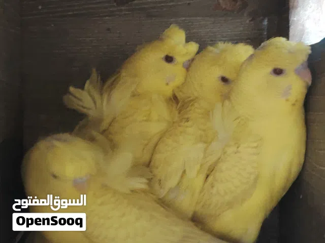 مخاليف لاسوينج