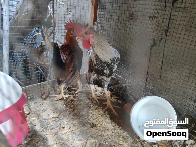3 ديوج عرب هنه وابوهن كلهم 25