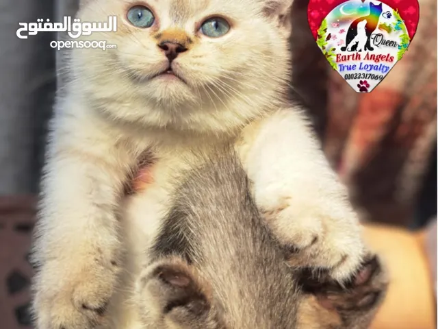 ذكر سكوتش سترايت Scottish Fold