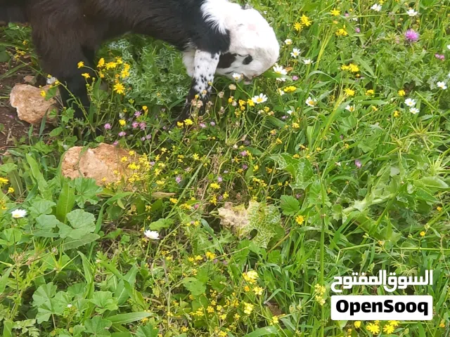 جدي شامي عمر شهرين