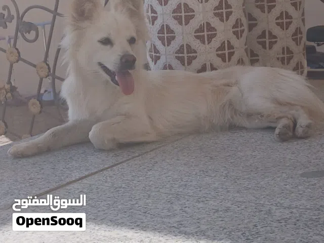 اشبیتز ترییر 11شهور