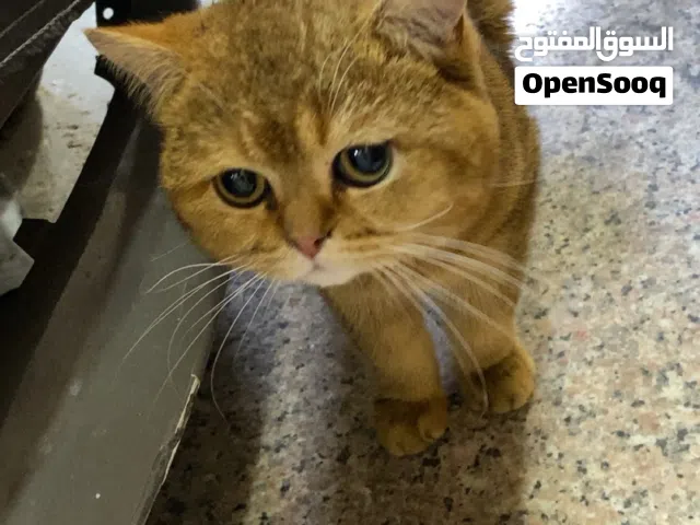 قطوه للبيع