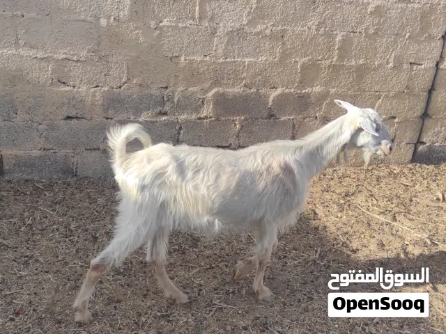 للبيع او البدل شاه عشار جلح
