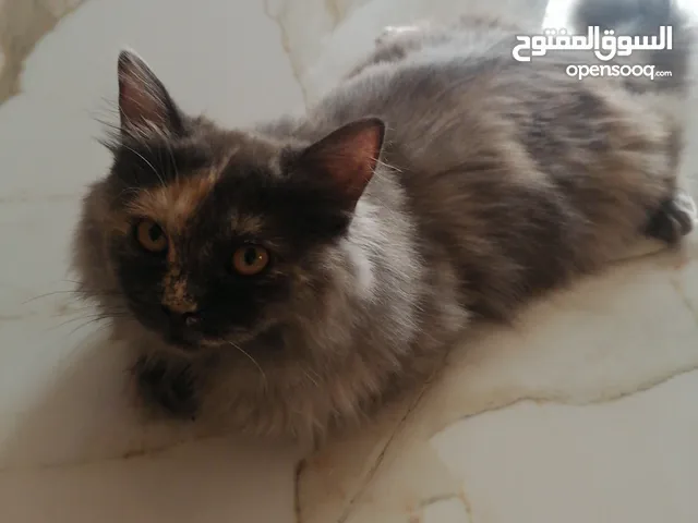 Cat Hamad TownFree