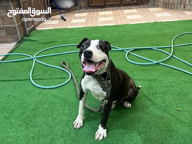 للبيع أو البدل – كلب أمريكان بولي (ذكر)