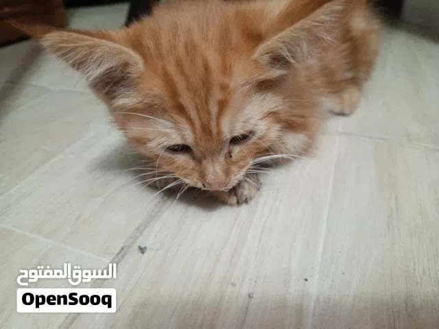 قطة انثى للتبني عمرها شهر ونص كانت تستفرغ اخف استفرغ  حنونة