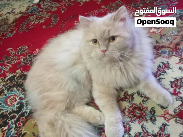 قطة للبيع ومعها غراضها هدية والي يريد يشتري يتواصل وياي