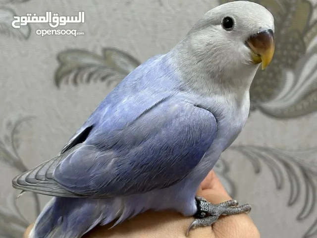 طير حب اليف
