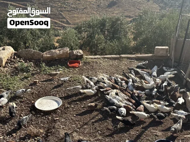 50جوز حمام بلدي وفي منهم بناديق