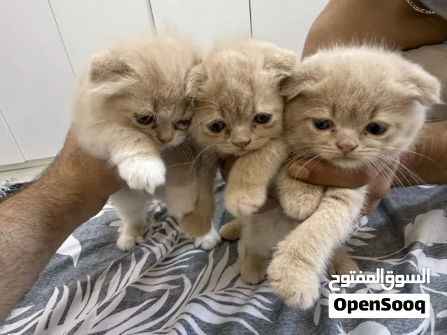 – قطط سكوتش فولد أصلية �