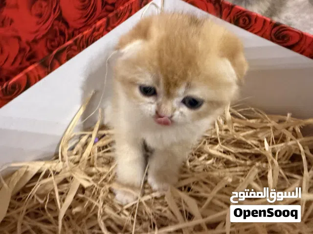 سكوتش فولد تربل فولد مستوى عالي
