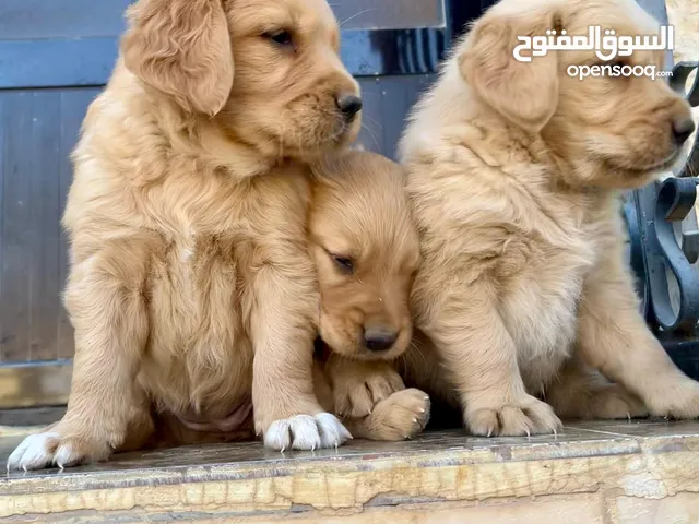 جراء جولدن ريتريفر للبيع افضل انتاج وبسعر حرق Golden Retriver Puppies Best Production For Children