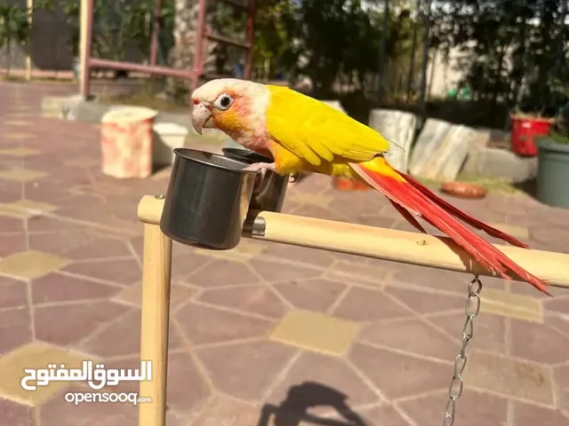 صن شک للبیع۔۔۔