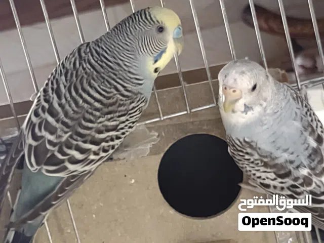 السلام عليكم ورحمة الله، للبيع زوج طيور بادجي (طيور حب) صحة ونظافة ما شاء الله