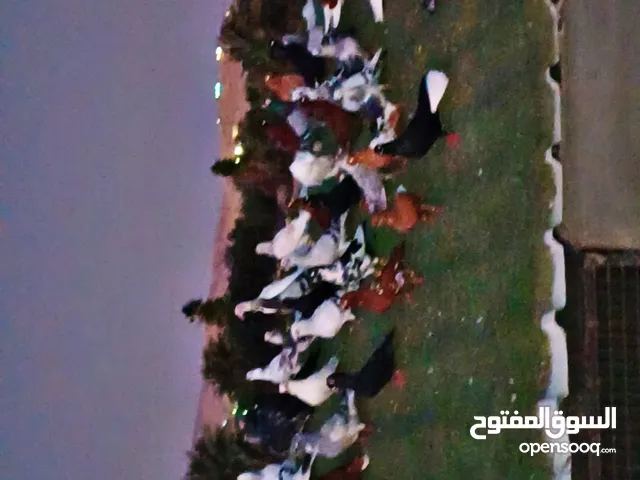 حمام كوم للبيع