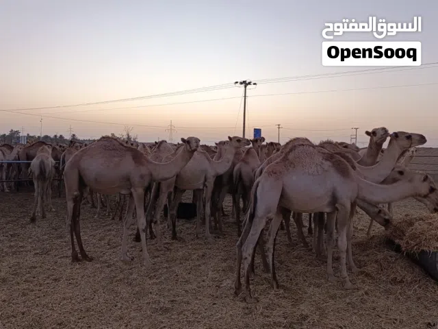 ابل طيبه للبيع (اسعار خاصة للكميات)