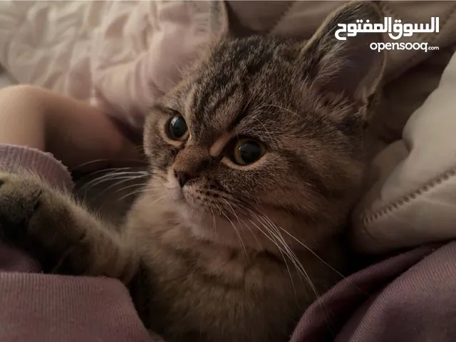 قط ( كتن ) سكوتش ستريت