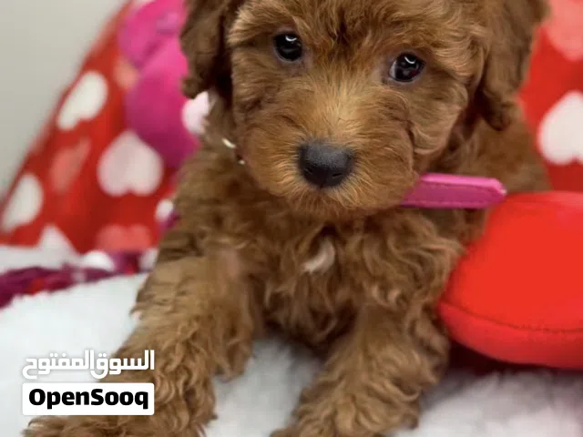 Premium quality toy poodle puppies
