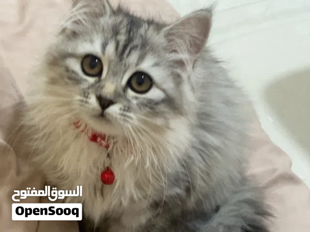 قطة شيرازيه اليفه