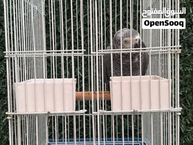 للبيع كاسكو ( أفريقي ) العمر (5) سنوات الطير (فول ربوه )  وشرط الحجم          .............