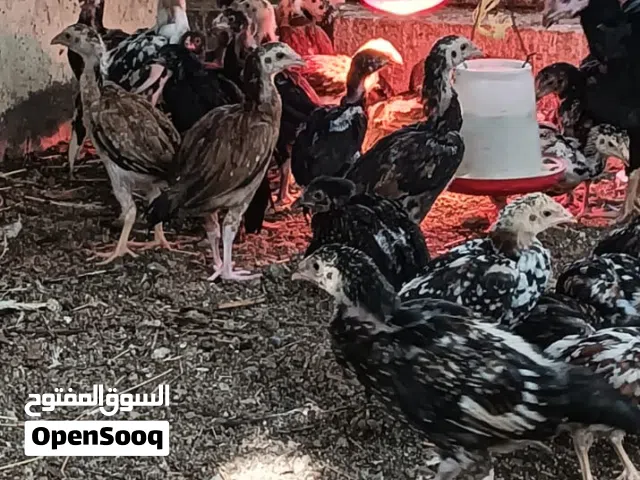 دجاي باكستاني سندي ميوالي شوف الوصف