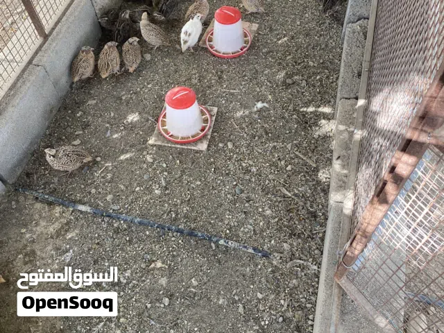 سمان عماني