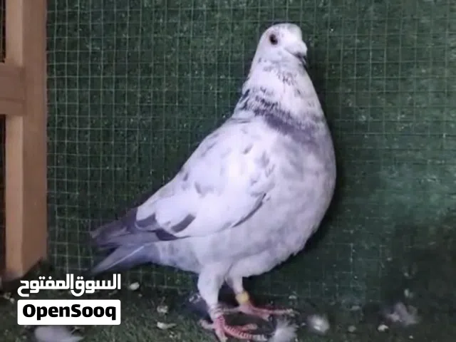 السلام عليكم متاح تك فحل انتاج عبيد وسمي دبل بلازرد دبل بيست كتل لمهتم يراسلني واتساب ادزلك شرح كامل